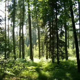 Forest in Vresina. Photo credit: Jiri Brozovsky