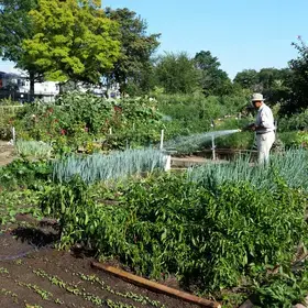 A man waters plants at a community garden.