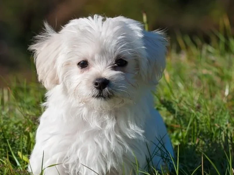 Maltese 2024 dogs cost