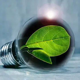 leaf growing inside a light bulb
