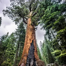 Yosemite, Mariposa Grove. Photo credit: Giuseppe Milo