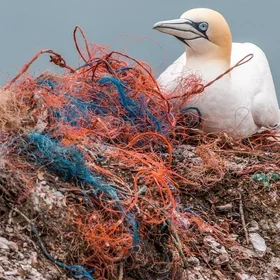 Seabird sitting on top of a pile of tangled plastic fishing nets and other plastic debris