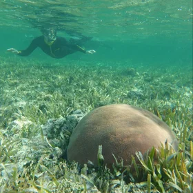 Sarah Howard snorkeling underwater 