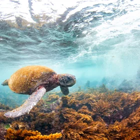 Conservation efforts across dozens of countries have helped significantly rebuild global green sea turtle populations. 
