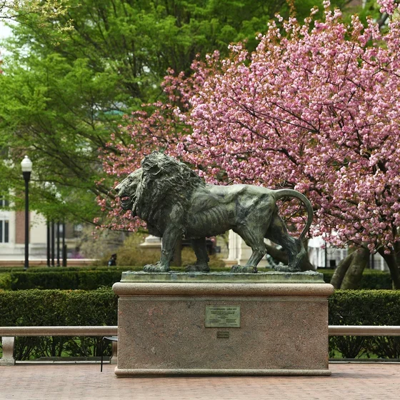 Lion statue and cherry blossoms