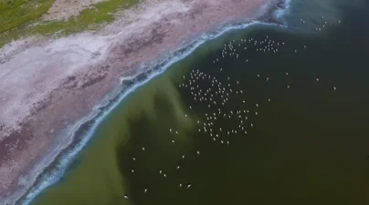 A flock of birds in the water along a lagoon shoreline in La Pampa Province, in the Patagonia region of Argentina, as seen from above.