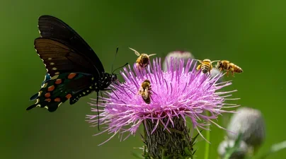 A butterfly and four bees on a purple flower.