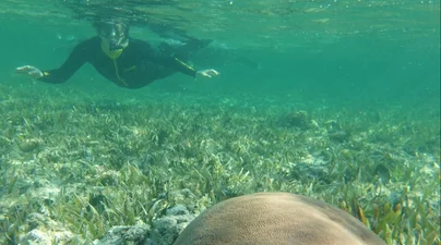 A snorkeler floats above a shallow Caribbean seagrass bed beside a large dome-shaped coral in clear turquoise water. Sunlight filters through the surface, illuminating the seagrass, coral, and sandy seafloor below.