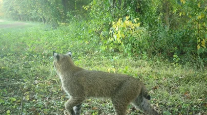 A bobcat walks past a wildlife camera trap along a grassy trail in upstate New York.