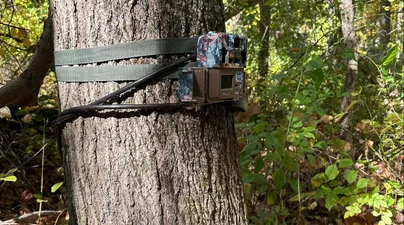 A wildlife camera trap attached to a tree trunk in a forest monitoring site.