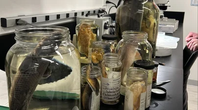 Preserved fish specimens stored in glass jars inside a scientific collections laboratory at the American Museum of Natural History.