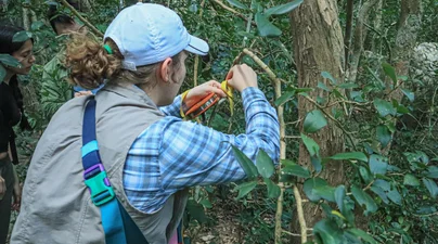 A student uses a DBH tape to measure the diameter of a tree in a dense tropical forest in Vietnam.