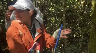 A student using an increment borer to take a tree core sample.