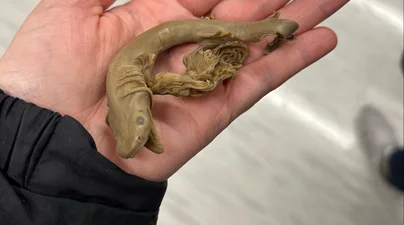A student holds a small preserved shark specimen with an intact embryonic yolk sac in a laboratory setting.