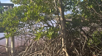 ense red mangrove prop roots extend into shallow coastal water along a wooden boardwalk in the Cayman Islands.