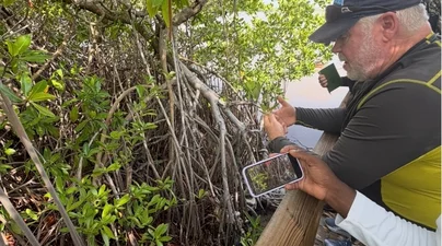 Getting up close with the mangroves to learn about their unique qualities and importance to coastal ecosystems.